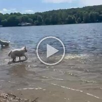 VID-20240616-WA0088 null