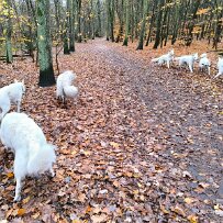 2024-11-24 001 026 null