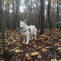 Joy_3 null
