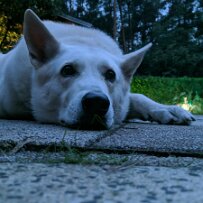 Molli_1 null