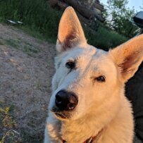 Molli_4 null