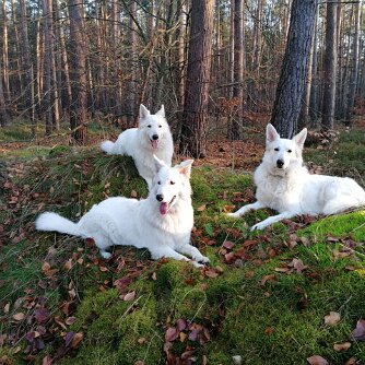 Lion Mountian Withe Shadow Michael & Brigitte Ehmann Liebenwalder Chaussee 12 16775 Löwenburger Land Ot. Nassenheide Tel: 033051 - 998569 Handy:...