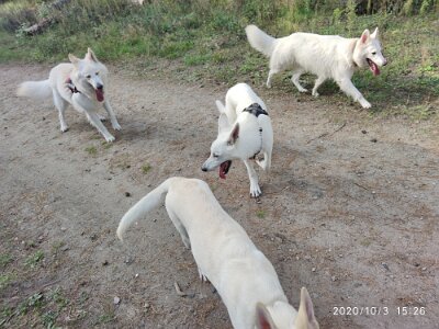 120703377_623280445216880_4166549845171932163_n