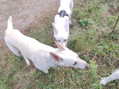 120727800_623281395216785_6649012151923421269_n