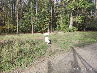 120729931_623279635216961_4456087687226269609_n