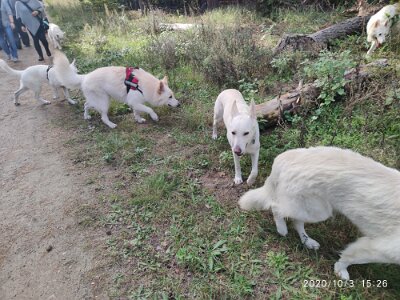 120825747_623280711883520_4110684981294995255_n