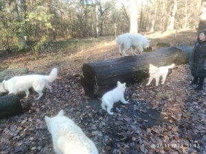 26.11.23 - Tour in der Jungfernheide