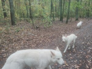 29.10.23 - Tour in der Jungfernheide