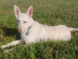 Bella Besitzer: Markus Gerlach