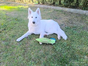 Benji der erste vom Grassdorfer Wäldchen Besitzer: Markus Gerlach