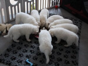 Deckrüden & Züchter