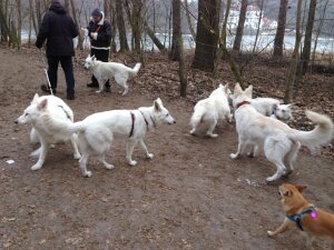 Unsere Hunde